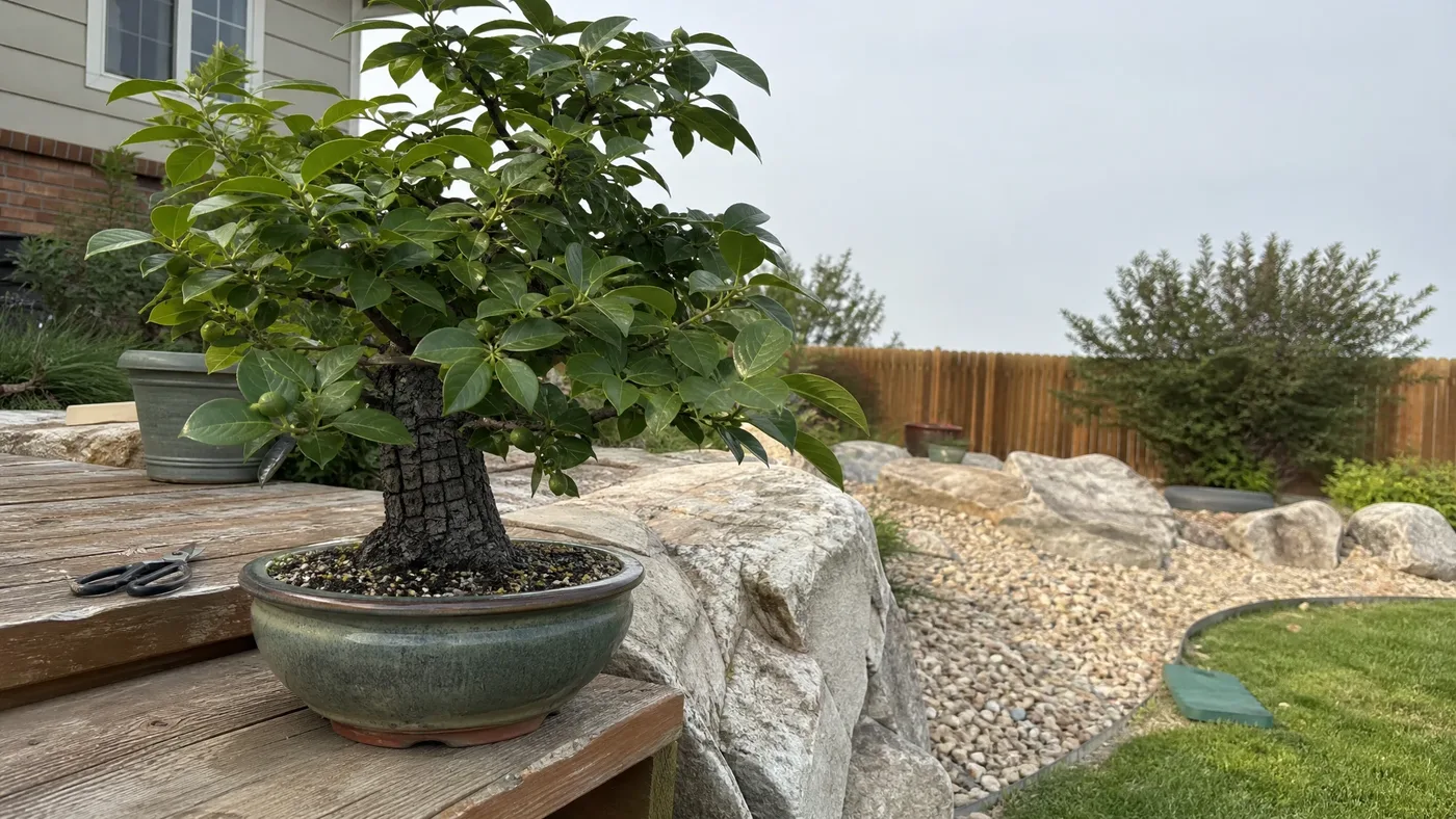 American Persimmon Bonsai: Training and Care Basics