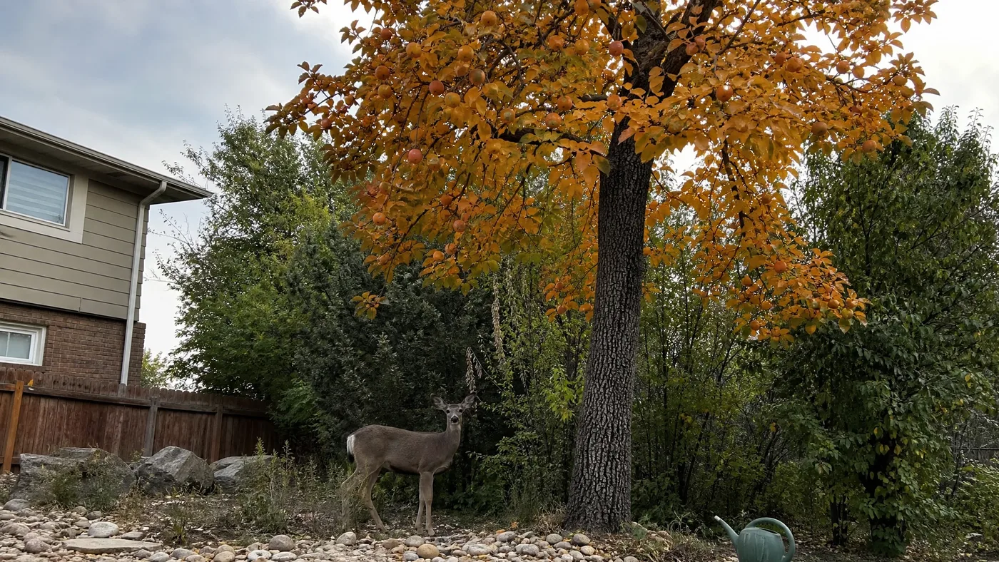 American Persimmon for Deer Food Plots and Hunting Land