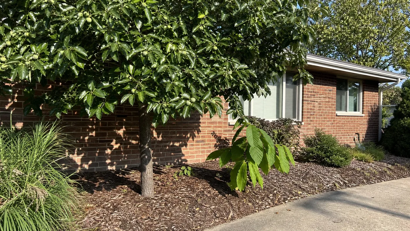American Persimmon vs Pawpaw: Taste and Pollination Needs