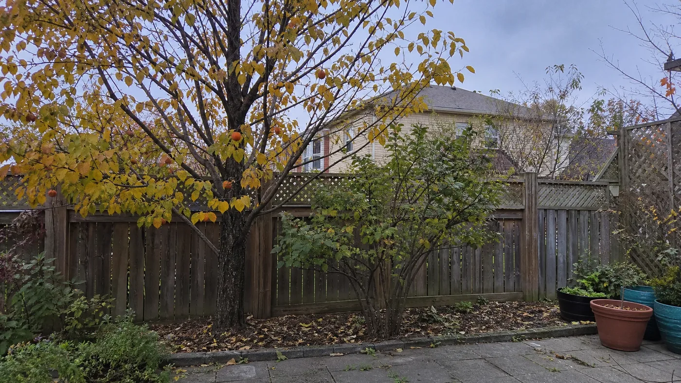American Persimmon vs Texas Persimmon: Size and Fruit Color
