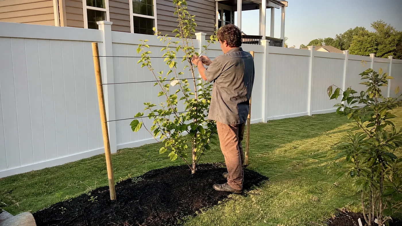 How to Espalier an American Persimmon Tree