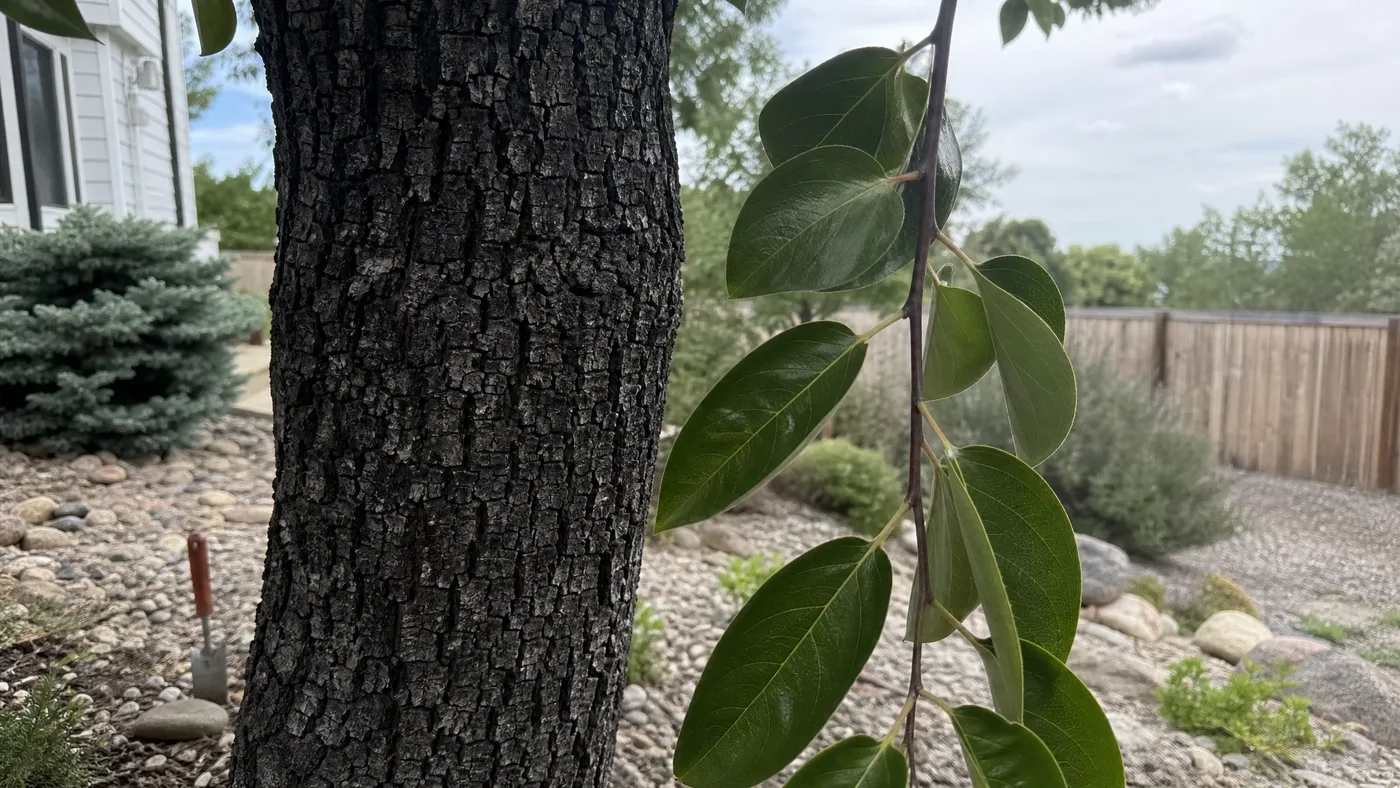 How to Identify an American Persimmon Tree in the Wild